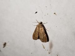 Elophila gyralis