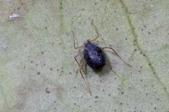 Aphelinidae