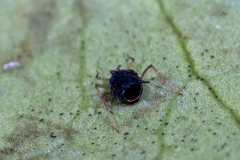 Aphelinidae