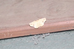 Microclysia pristopera