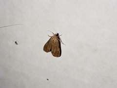 Elophila gyralis
