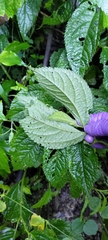 Elatostema rivulare