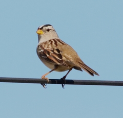 Zonotrichia leucophrys