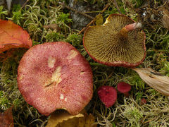 Suillus paluster