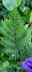 Deparia boryana