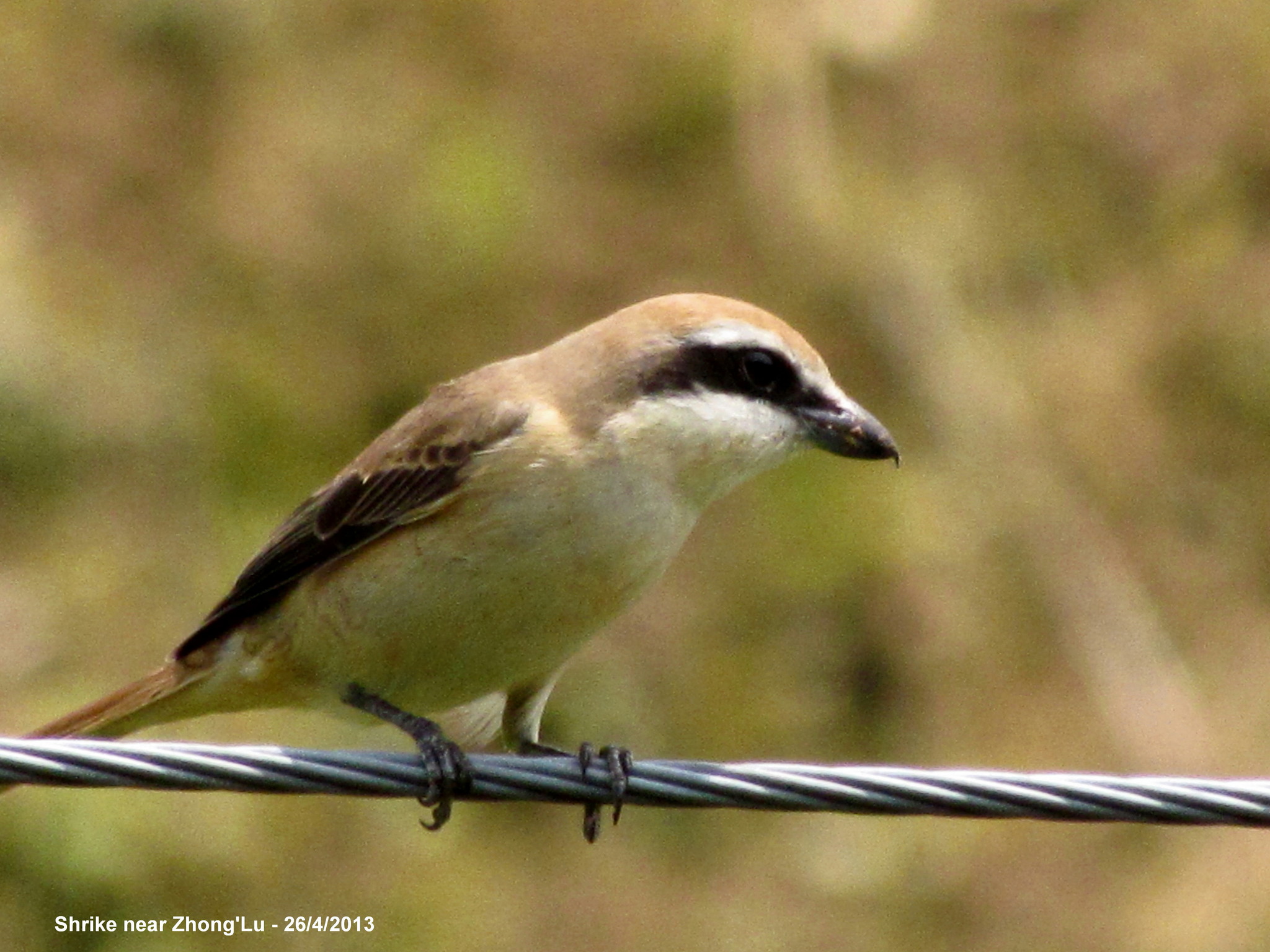 Brown Shrike