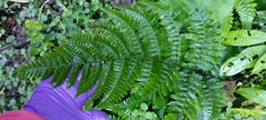 Deparia boryana
