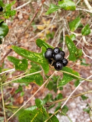 Smilax bona-nox image