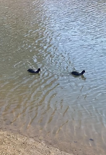 iNaturalist observation photo of American Coot