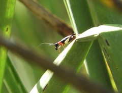 Cranistus colliurides