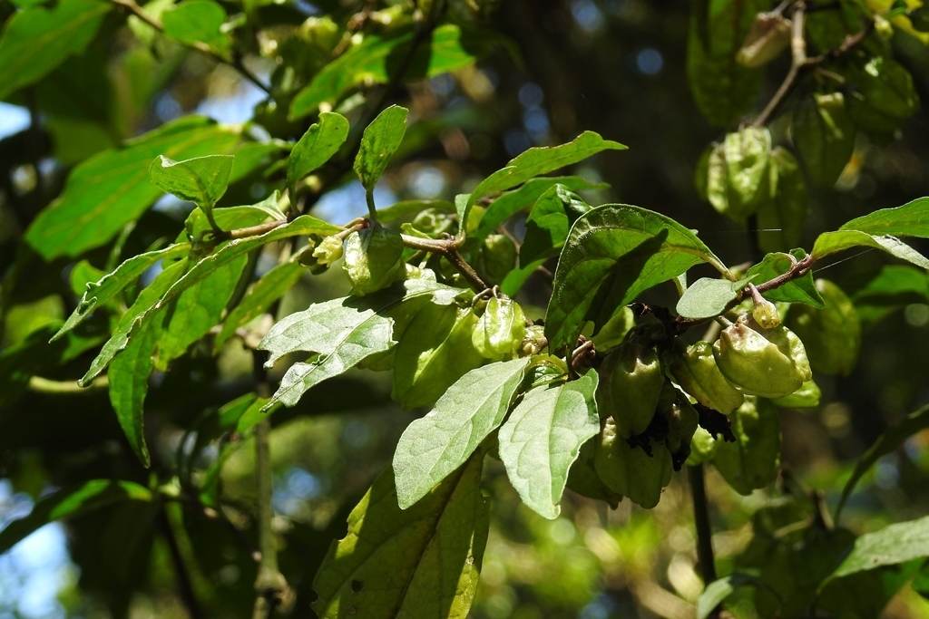 Tzeltalia