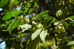 Tzeltalia amphitricha