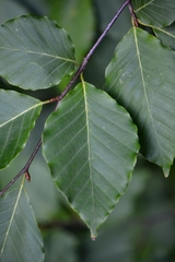 Fagus crenata