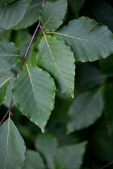 Fagus crenata