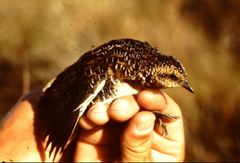 Coturnicops noveboracensis