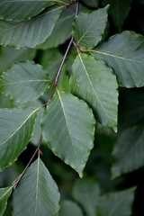 Fagus crenata