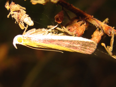 Oncocera semirubella
