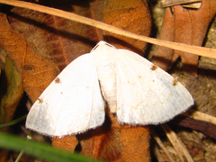 Lomographa bimaculata