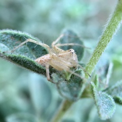Oxyopes punctatus