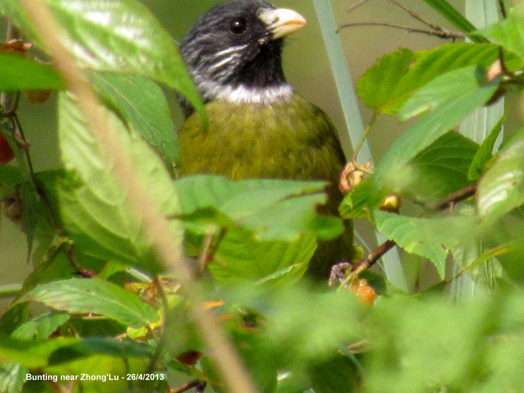Collared Finchbill