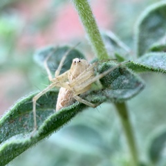 Oxyopes punctatus