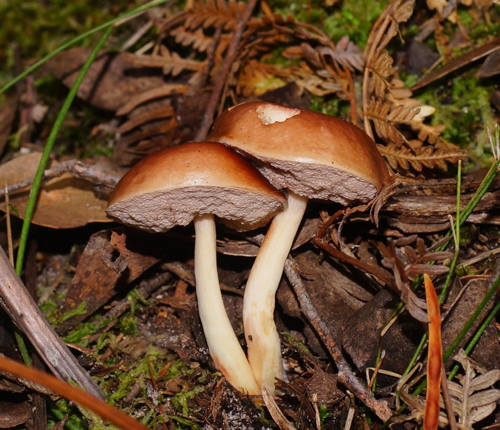 marshmallow bolete