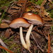 Marshmallow Bolete - Photo (c) Reiner Richter, some rights reserved (CC BY-NC-SA), uploaded by Reiner Richter