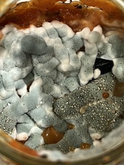 Penicillium