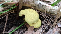 Pulveroboletus