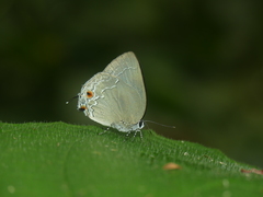 Strephonota carteia