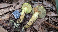 Pulveroboletus