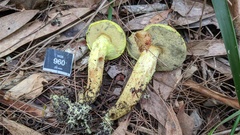 Pulveroboletus