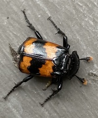 Nicrophorus investigator