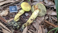 Pulveroboletus