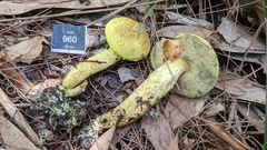 Pulveroboletus