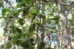 Daphnopsis malacophylla