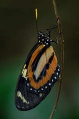 Lycorea halia discreta