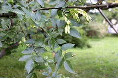 Fraxinus angustifolia oxycarpa