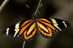 Lycorea halia discreta