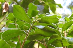 Daphnopsis malacophylla