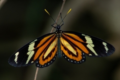 Lycorea halia discreta