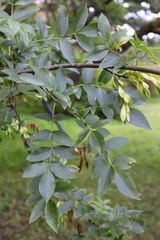 Fraxinus angustifolia oxycarpa