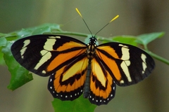 Lycorea halia discreta