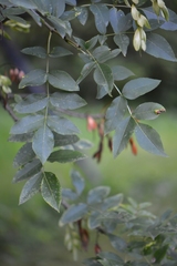 Fraxinus angustifolia oxycarpa