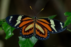 Lycorea halia discreta