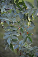 Fraxinus angustifolia oxycarpa