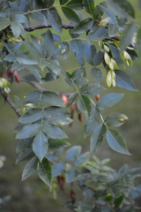 Fraxinus angustifolia oxycarpa