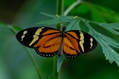 Lycorea halia discreta