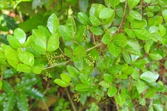 Cissus trianae
