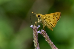 Polites vibex catilina